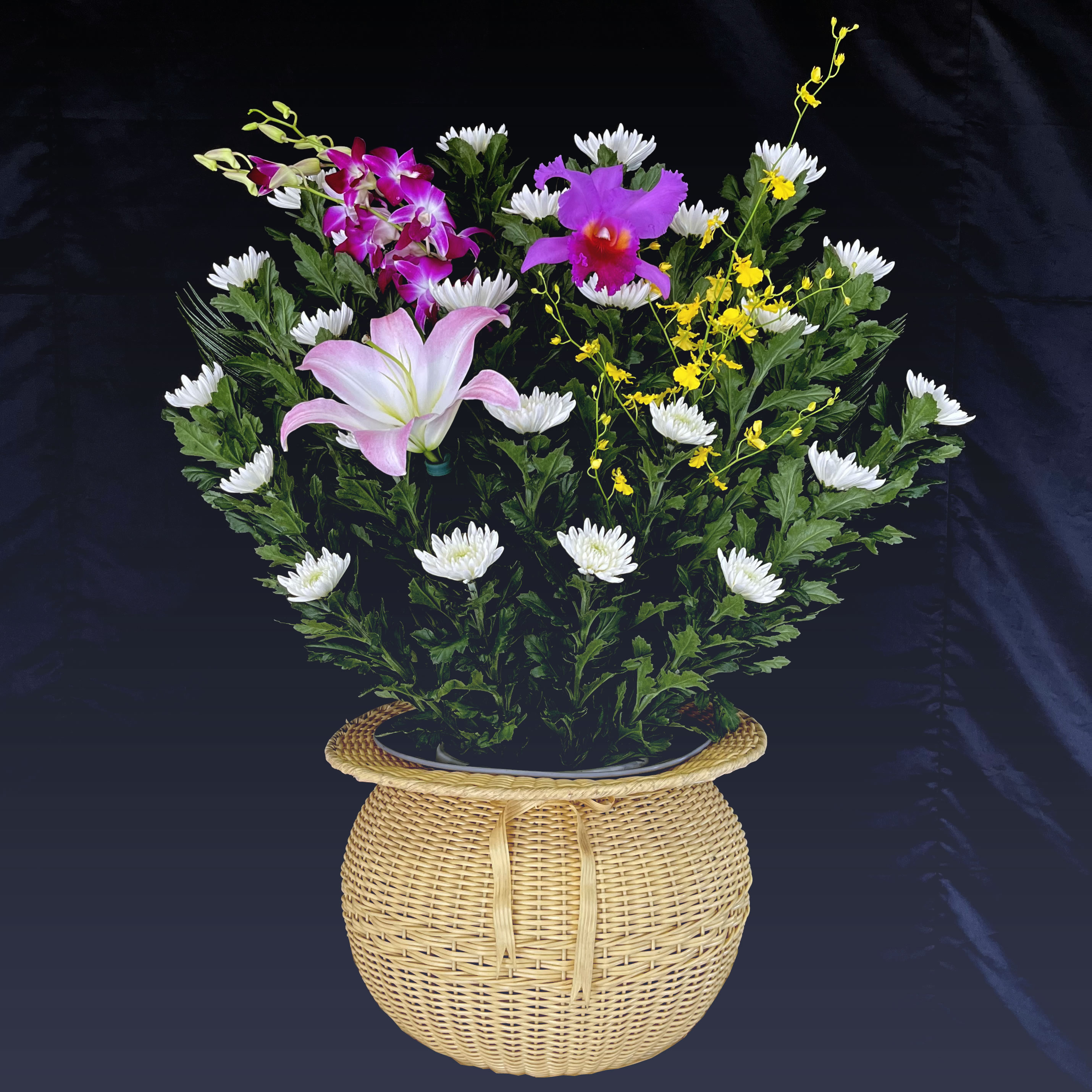 生花菊Ａ型