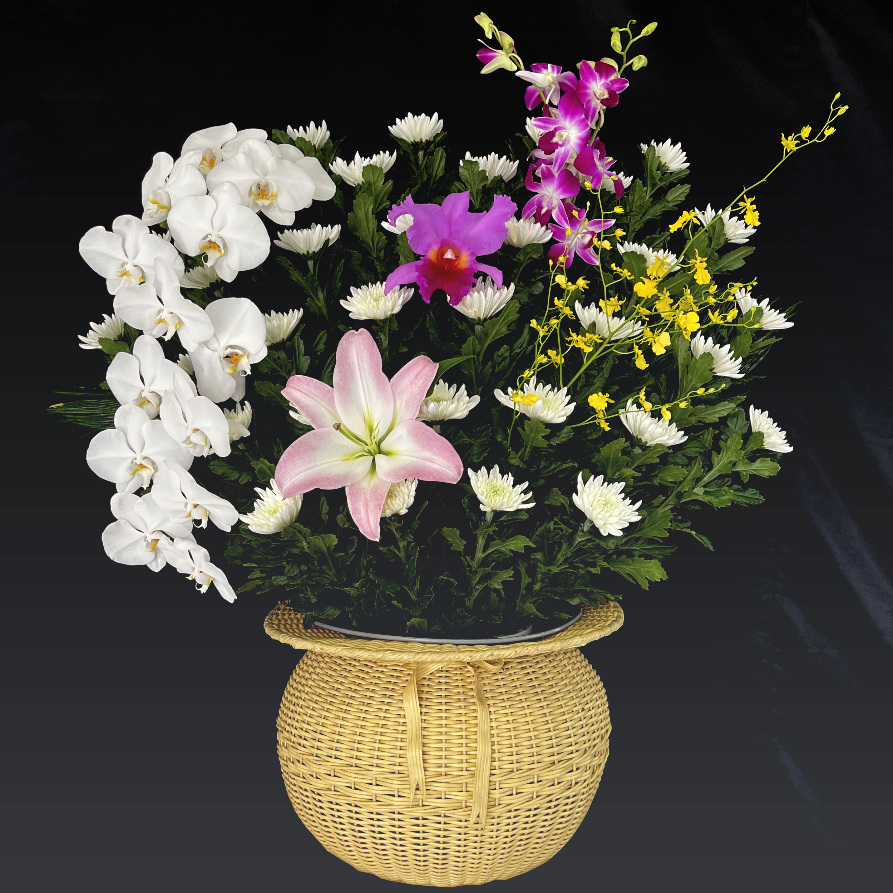 生花菊Ｂ型